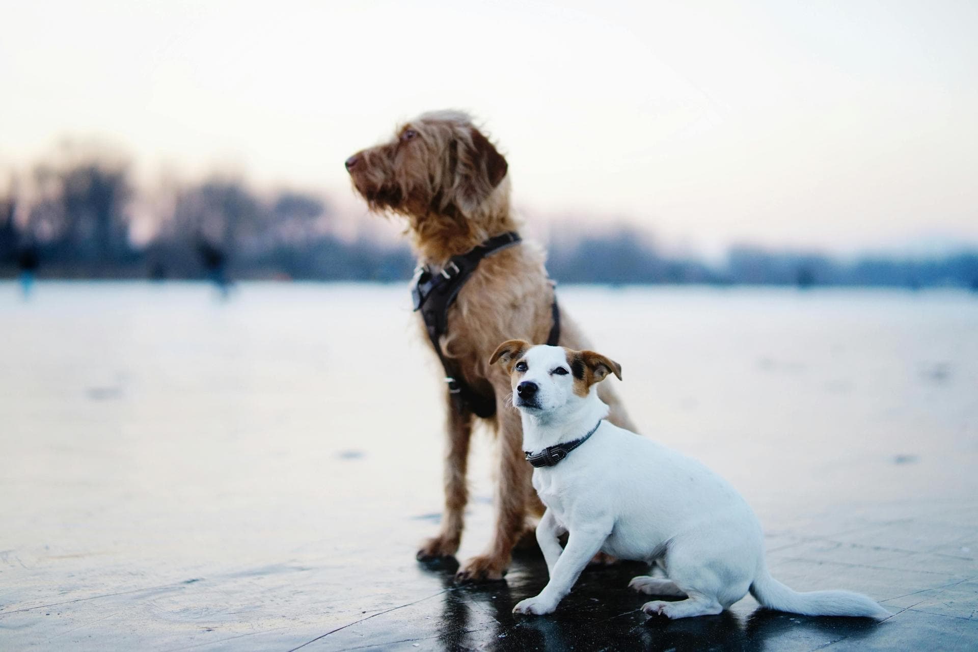 Dog Spay Castrate Neutering Prices in Dundee