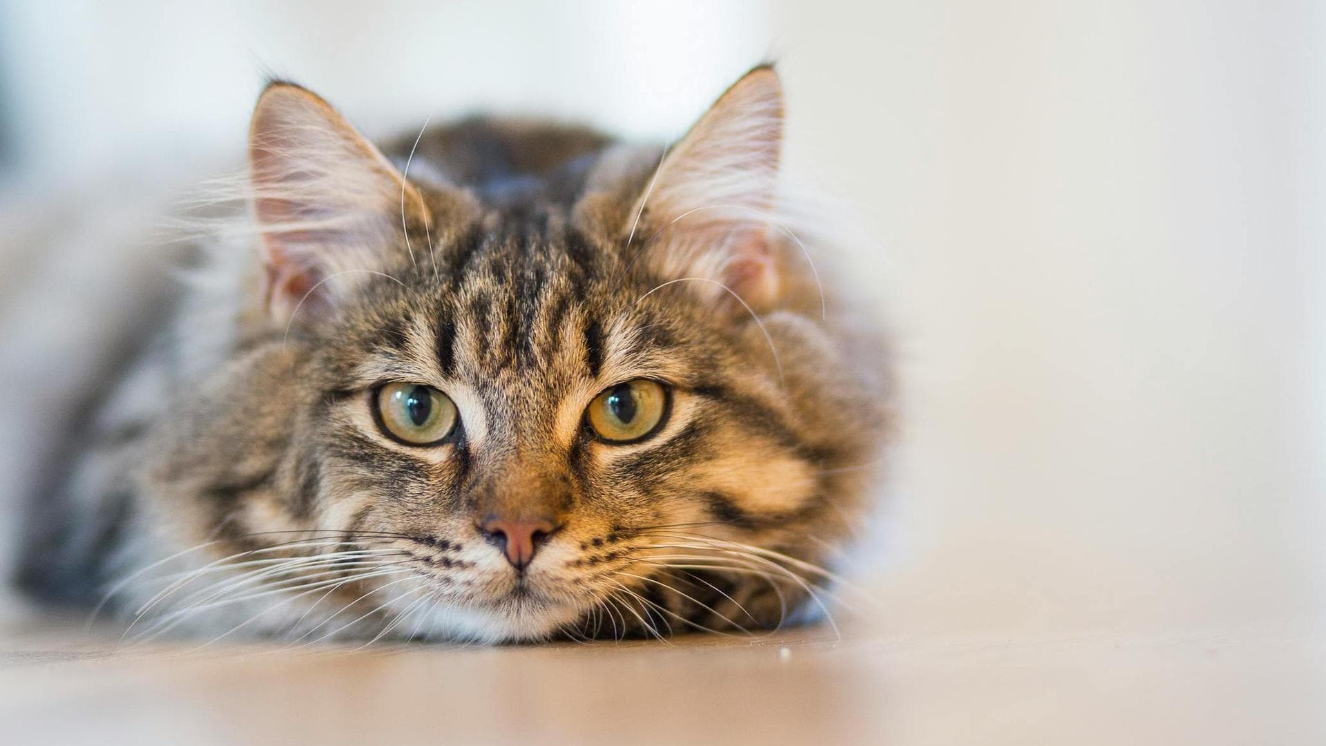 Specialist Vets in Dundee